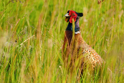 Close-up of bird on field