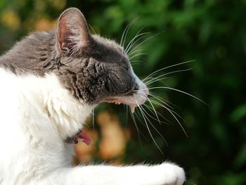 Close-up of yawing cat lying in yard
