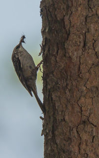 Low angle view of bird perching on tree trunk