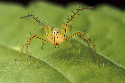 Close-up of spider