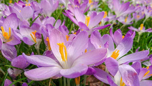 Close-up of purple crocus flowers