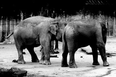 Elephant standing at riverbank