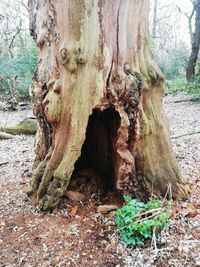 Close-up of tree trunk
