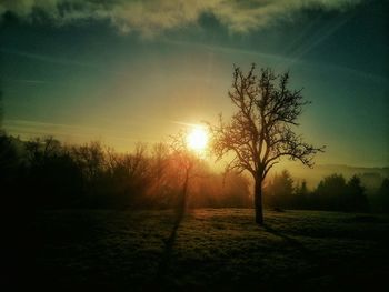 Bare trees on grassy field at sunset