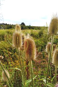 Close-up of thistle on field against sky