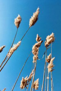 Low angle view of flowering plants against blue sky