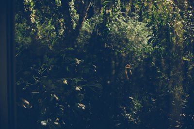 Close-up of plants in forest