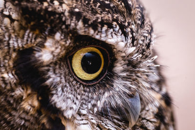 Close-up portrait of owl