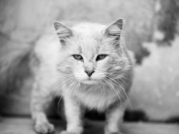 Close-up portrait of cat