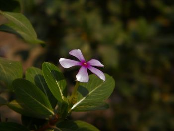 Close-up of purple flowering plant