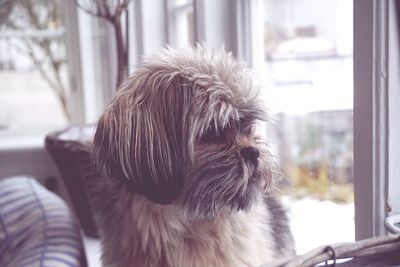 Close-up of dog at home