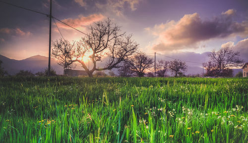 Plants growing on field against sky during sunset