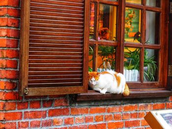 Cat looking through window