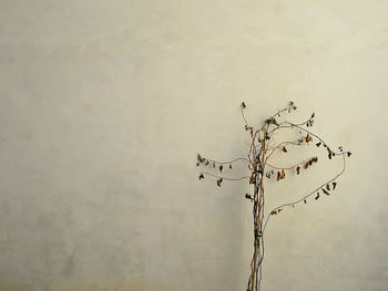 View of dead plant next to wall