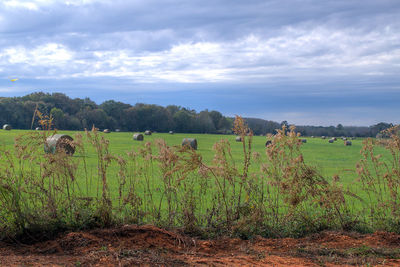 Scenic view of field against sky