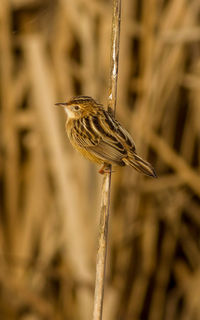 Close-up of bird perching on twig