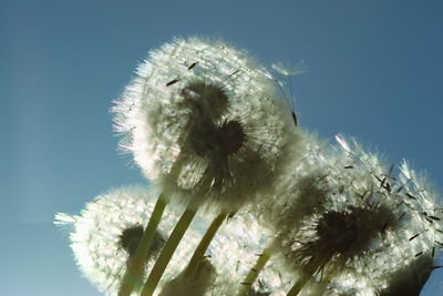 Close-up of white dandelion