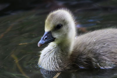 Close-up of duck swimming in lake