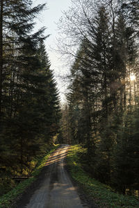 Road amidst trees in forest