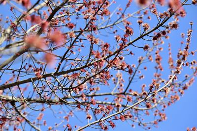 Low angle view of cherry blossom against blue sky