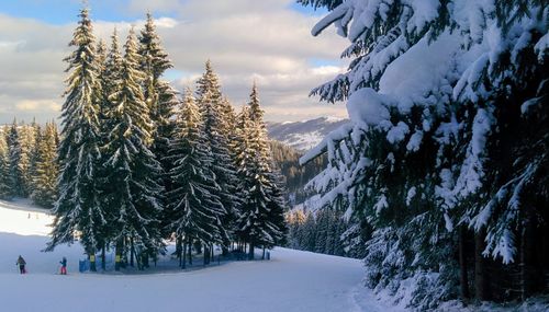 Pine trees on snow covered land against sky