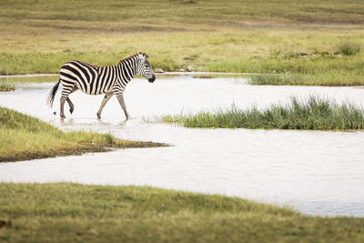 Zebra crossing in a lake