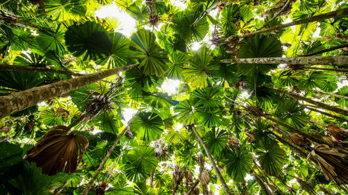 Fan palm, australia, daintree forest