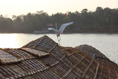 Seagull flying over lake