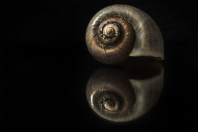 Close-up of snail against black background
