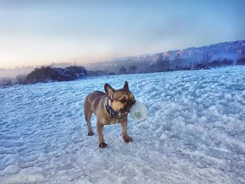 Dog on field against sky during winter