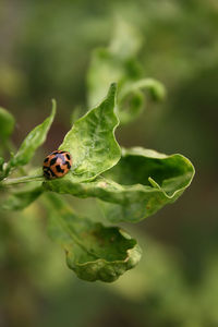 Close-up of ladybug on leaf