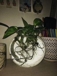 High angle view of potted plant on table at home