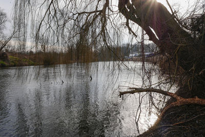 Bare trees by lake against sky during winter