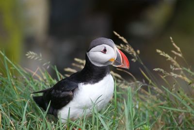 Close-up of a bird on grass