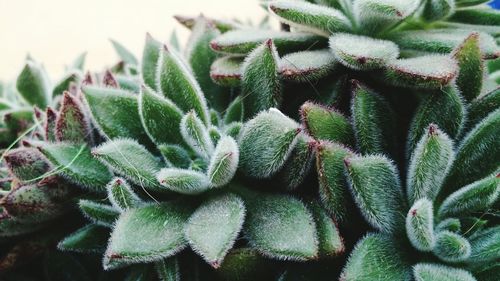 Close-up of succulent plants