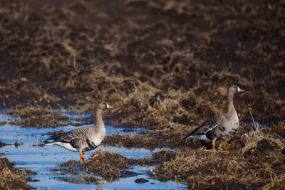 Birds in the water