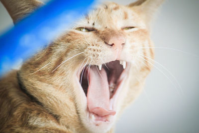 Close-up of cat yawning