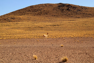 Wild vicuna at the foothills of the chilean andes, los flamencos park, san pedro de atacama chile