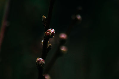Close-up of flower buds on branch