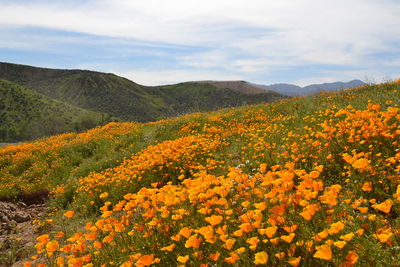 Scenic view of flowering plants on field against sky