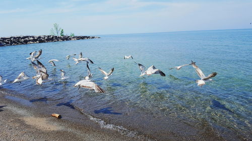 Birds flying over sea against sky