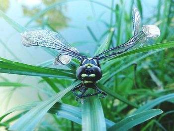 Low angle view of insect on leaf