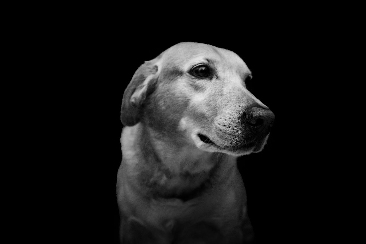 CLOSE-UP OF DOG LOOKING AWAY