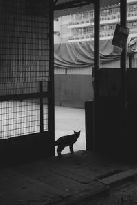 Rear view of woman walking on window