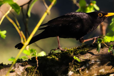 Close-up of bird perching on branch