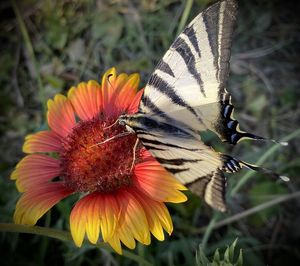 Close-up of butterfly pollinating on flower