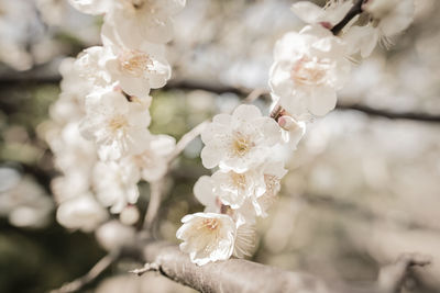 Close-up of cherry blossoms