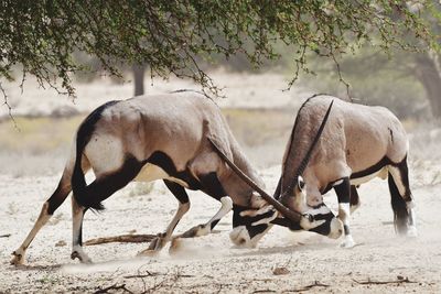 Oryx fighting on dirt field in forest