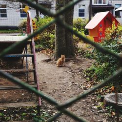 View of an animal seen through chainlink fence