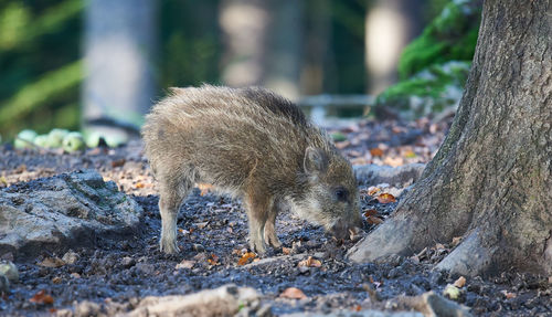 Side view of wild boar standing on field